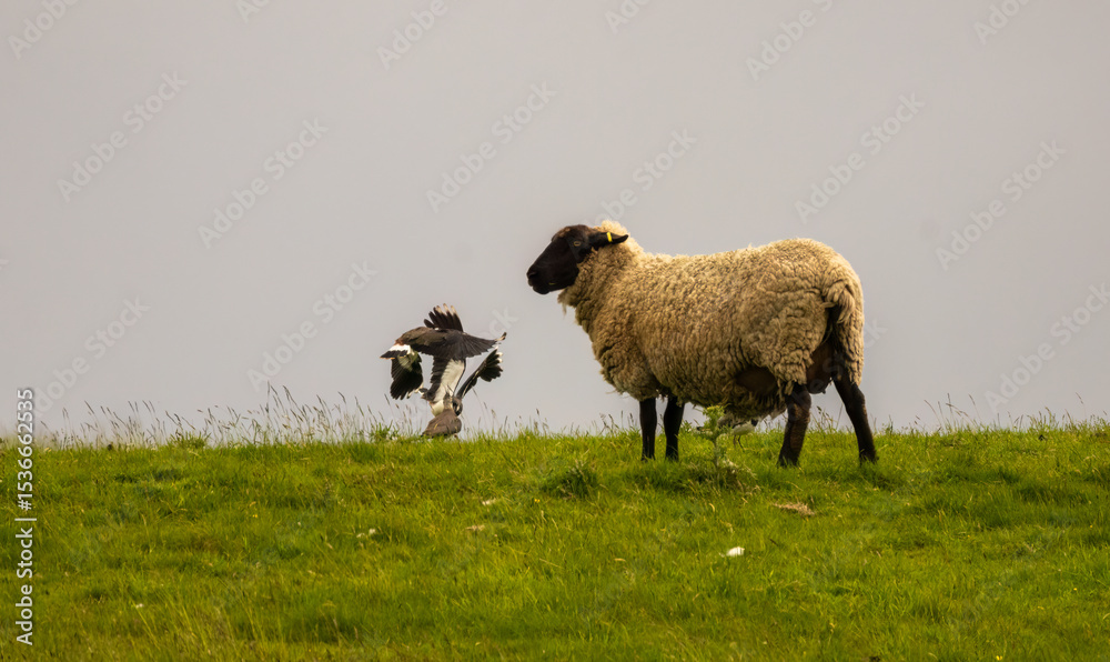 Obraz premium Lapwing birds fighting in a meadow with a sheep grazing on the hill