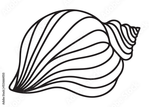 Detailed Seashell Illustration Ocean Marine Life Conch Shell Design