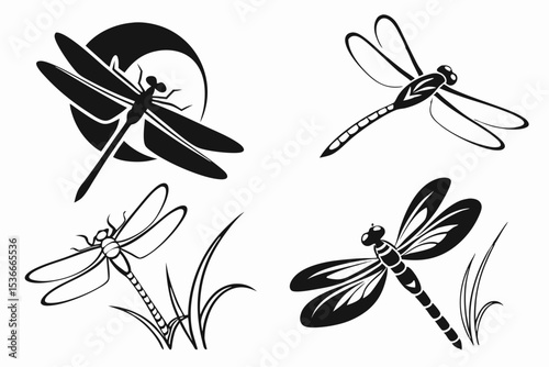 dragonfly