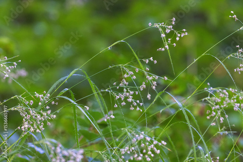 Luzula sylvatica, commonly known as greater wood-rush or great wood-rush in beech forest