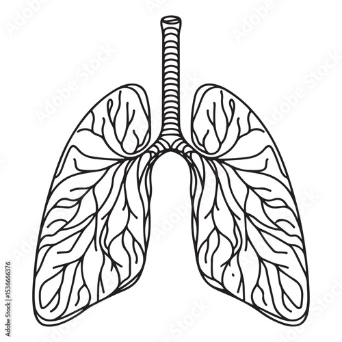Human Lungs Anatomy Respiratory System for Medical Education Resource