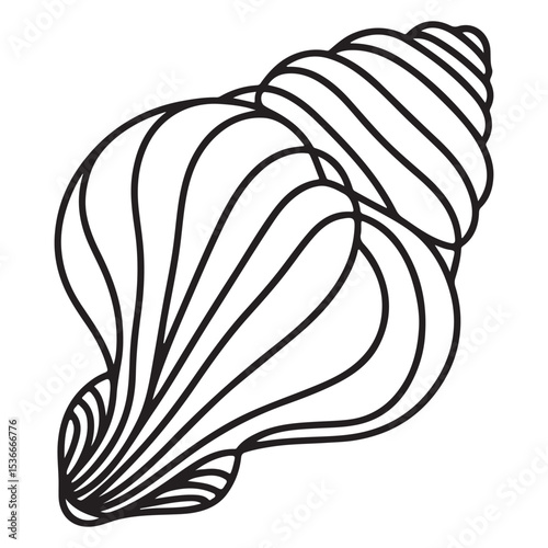 Detailed Conch Sea Shell Drawing for Marine Life Enthusiasts