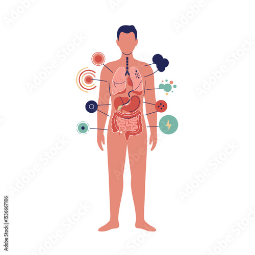 Human body diagram with labeled organs and functions in vector style  