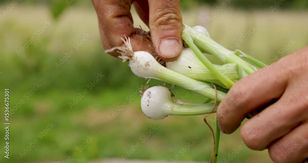 Hand Holding Freshly Harvested Spring Onions