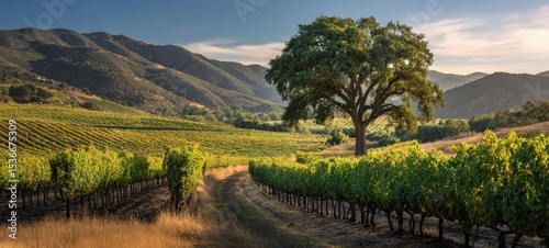 The majestic tree standing proudly in a vibrant vineyard landscape.
