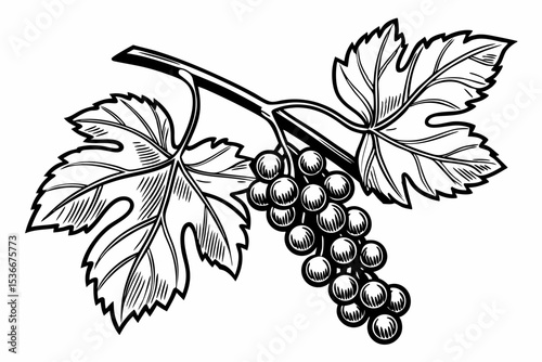 Grape branch hand drawing vintage style black and white clip art. Isolated on white background