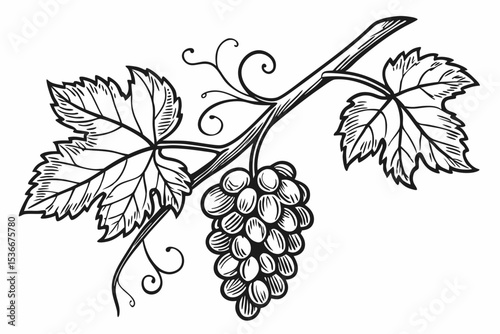 Grape branch hand drawing vintage style black and white clip art. Isolated on white background