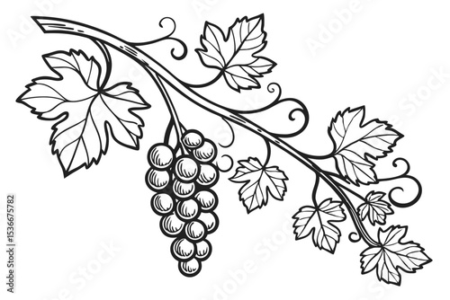 Grape branch hand drawing vintage style black and white clip art. Isolated on white background