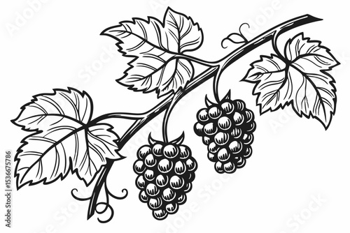 Grape branch hand drawing vintage style black and white clip art. Isolated on white background