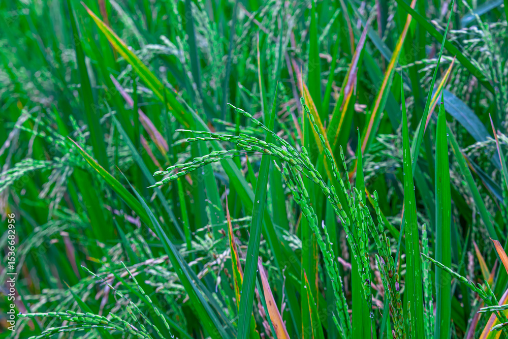 Obraz premium Young rice grains growing on paddy plants (Oryza sativa). Rich in carbohydrates, vitamins, and minerals. Valued for energy, digestion, and traditional medicine.