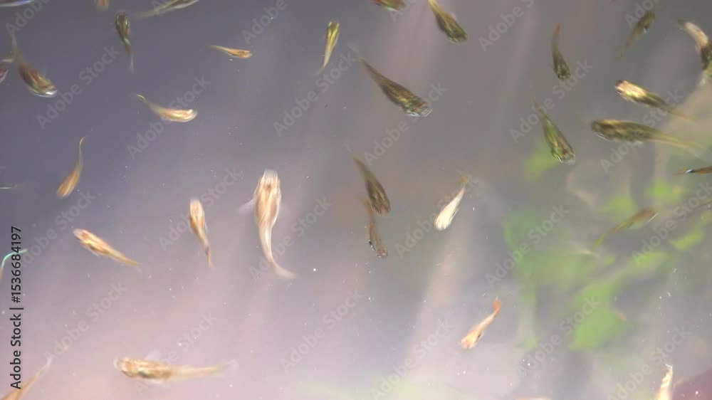 Guppy fish have multiplied en masse in the sedimentation fields of eutrophicated fecal waters where there are many mosquito larvae.