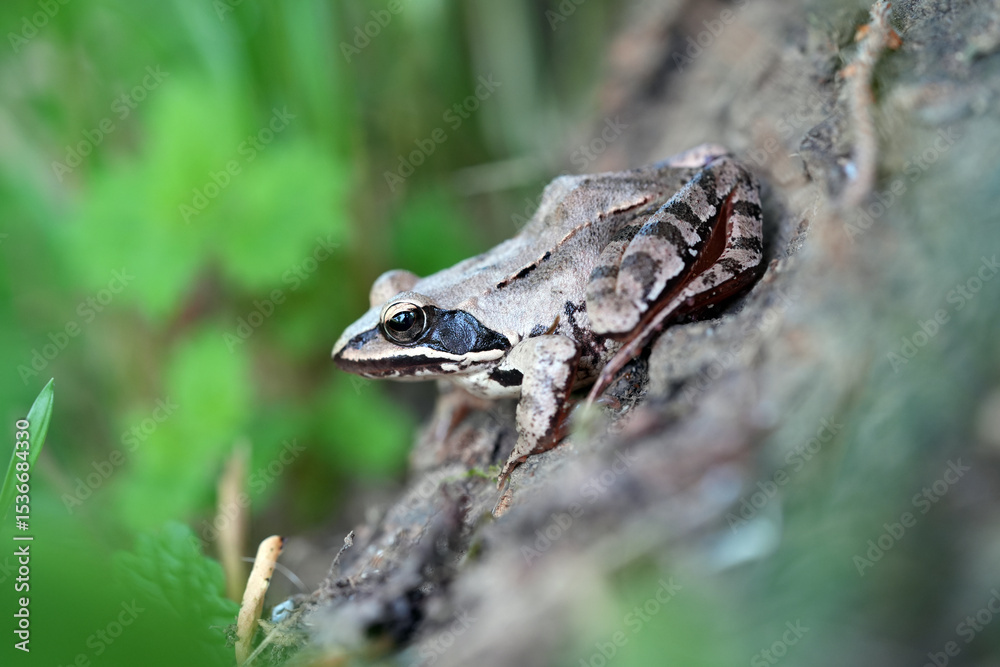 Obraz premium frog on a tree