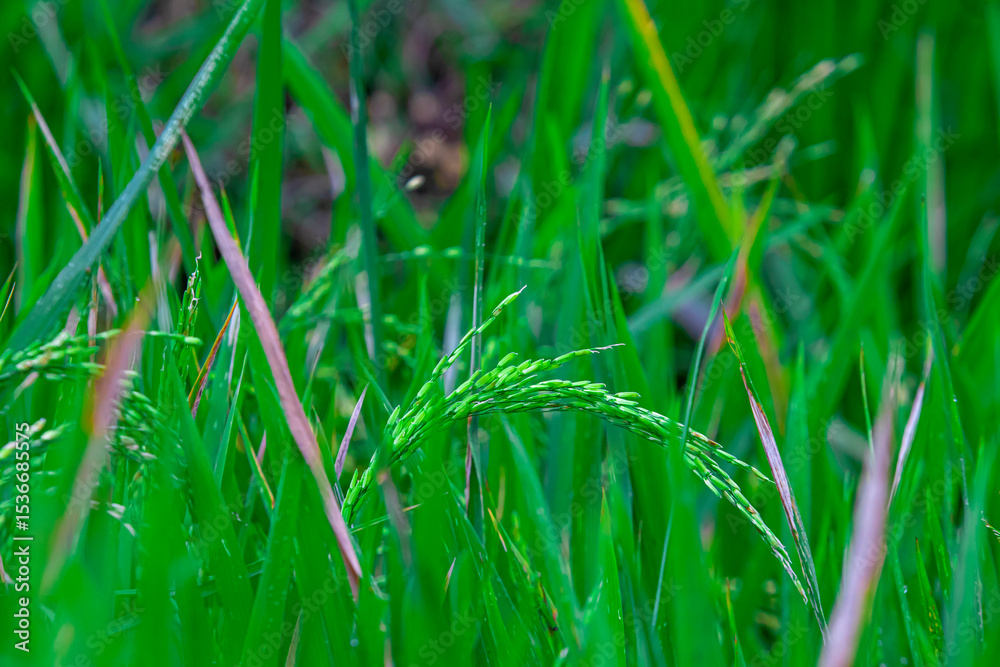 Obraz premium Young rice grains growing on paddy plants (Oryza sativa). Rich in carbohydrates, vitamins, and minerals. Valued for energy, digestion, and traditional medicine.