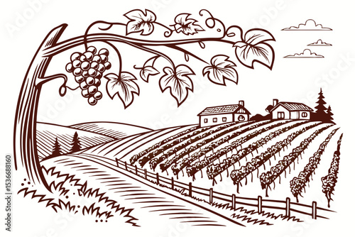 Hand drawn vineyard landscape. Isolated on white background. Vintage style vector illustration