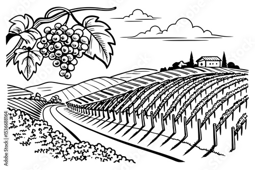 Hand drawn vineyard landscape. Isolated on white background. Vintage style vector illustration