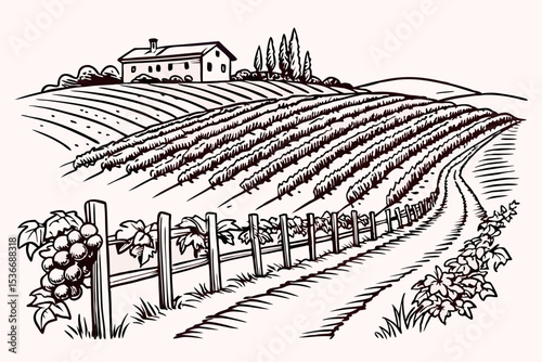 Hand drawn vineyard landscape. Isolated on white background. Vintage style vector illustration