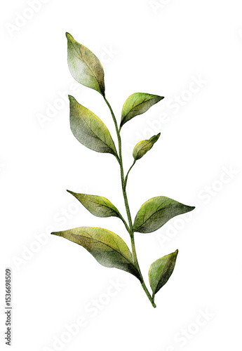 Delicate green leaf branch showcasing nature's beauty in a minimalist botanical illustration