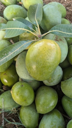 Asian tropical fruit with a background of green mango texture