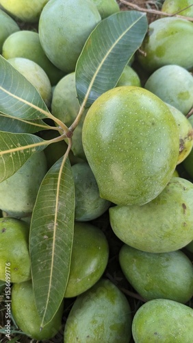 Asian tropical fruit with a background of green mango texture