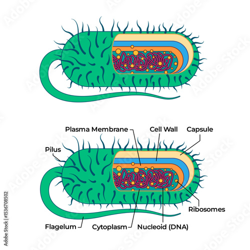 Bacterial cell anatomy capsule with ribosome and flagella bacteria structure
