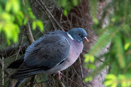 Wallpaper Mural Common Wood Pigeon (Columba palumbus) close up Torontodigital.ca