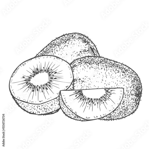 Hand drawn Kiwi Fruit Sketch Illustration