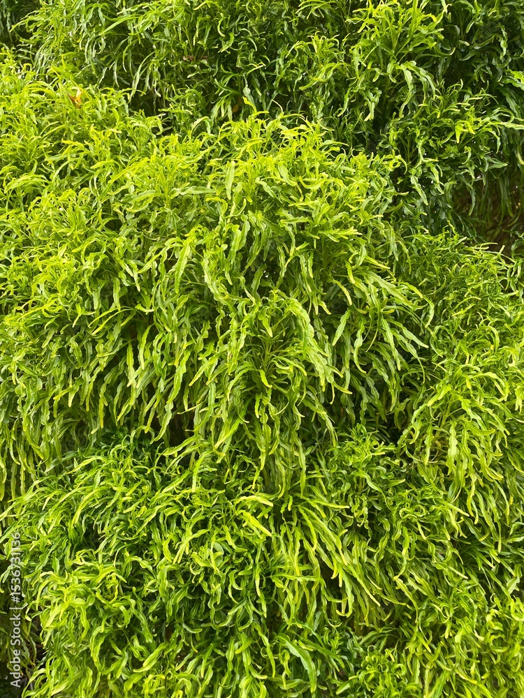 Fototapeta premium Dense, feathery green foliage of a plant. Lush and textured leaves.