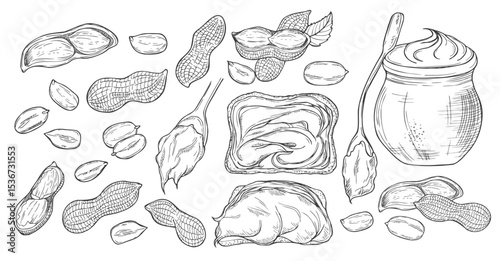 Peanuts sketch set. Hand drawn retro style vector illustrations of organic food. Seeds and shells. Single and group. Vintage engraving art. Isolated on white background.
