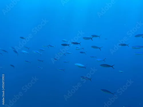 Obraz Fish shoal 
