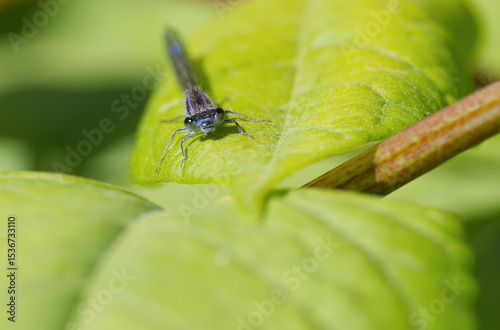 light blue dragonfly on a green leaf from the front, beautiful Platycnemididae, eyes from a dragonfly, legs from Platycnemididae, blue purple shimmering dragonfly