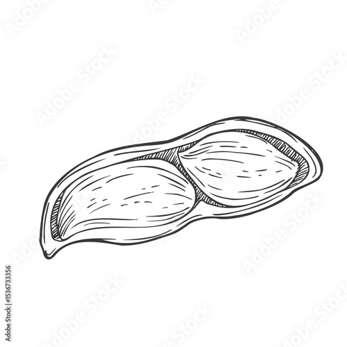 Peanut sketch hand drawn illustration isolated on white background - stock vector