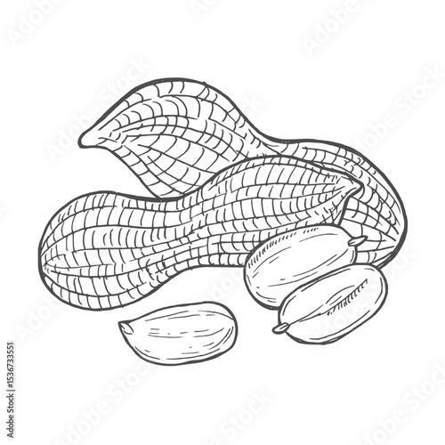 Peanut sketch hand drawn illustration isolated on white background - stock vector
