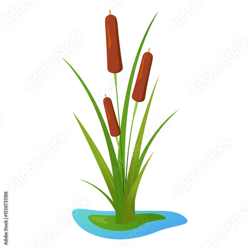 Vector illustration of cattail plant growing in a small patch of water. Plant has tall green leaves and brown cylindrical flower spikes. For educational materials, nature-related  or ecology graphics