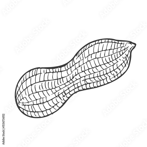 Peanut nut seed vector. Isolated on white background. Peanut butter food ingredient. Engraved hand drawn peanut illustration in retro vintage style. Organic Food, cosmetics, treatment component