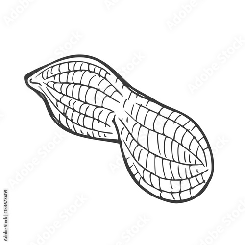 Peanut nut seed vector. Isolated on white background. Peanut butter food ingredient. Engraved hand drawn peanut illustration in retro vintage style. Organic Food, cosmetics, treatment component