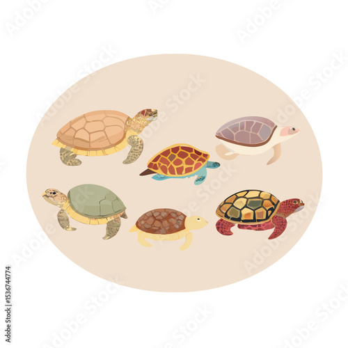 Various types of turtles depicted in a playful and colorful illustration showcasing their distinct features and shells
