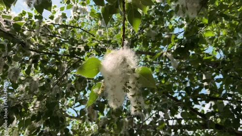 poplar fluff season	