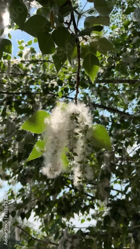poplar fluff season	