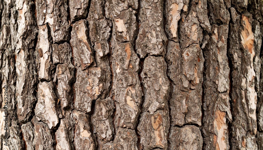Obraz premium Tree bark detail texture 