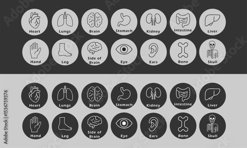 Minimalist Anatomy Line Icons – Medical Vector Illustration Set