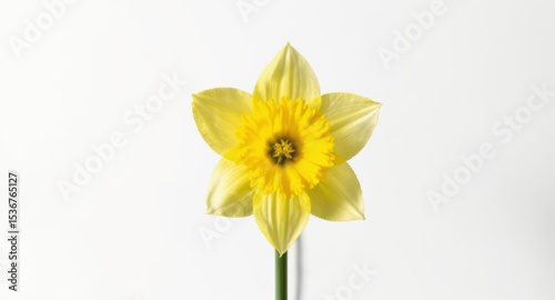Wallpaper Mural Yellow Flower Blossom Isolated on White Background Torontodigital.ca