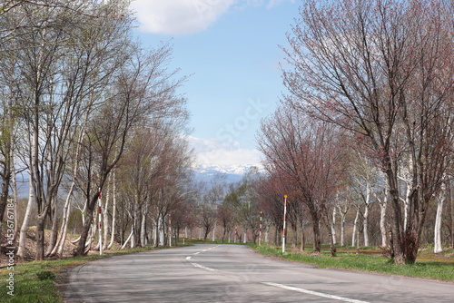 春の日差しが降り注ぐ並木通り