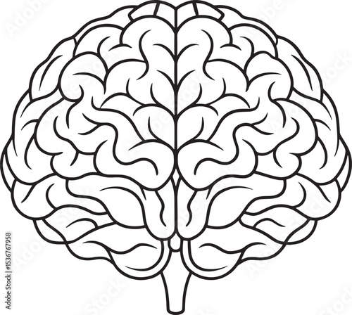 Detailed line drawing of a human brain for neurology studies