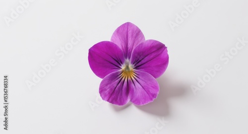 Isolated Purple Flower Blossom on White Background