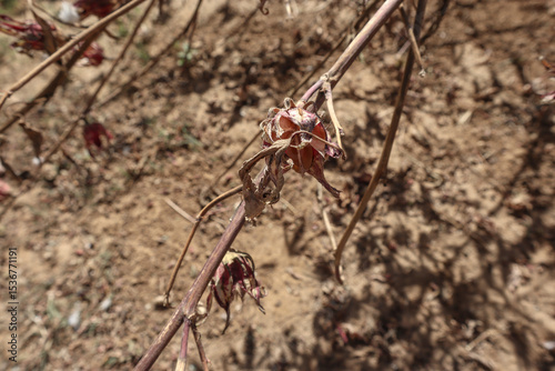 Indian Sorrel vegetable plant blooming red roselle plant in backyard photo