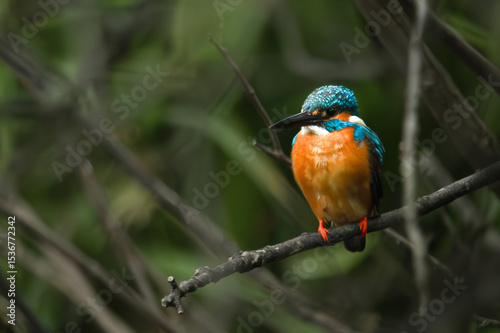 Colorful Kingfisher Bird photo
