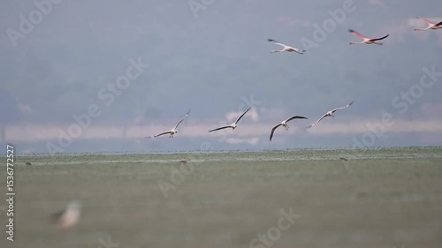 A serene scene of several pink flamingos in flight over a flat, grassy wetland.