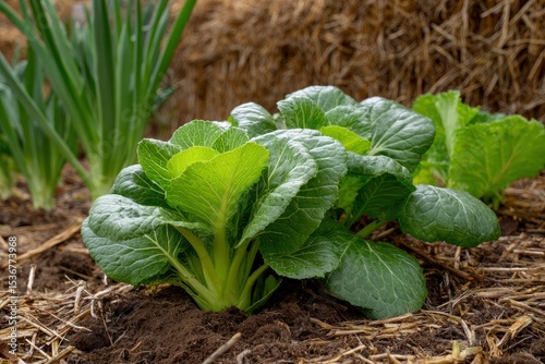 Bright green bok choy plants grow in dark soil surrounded by straw mulch against a backdrop of onions and a hay bale