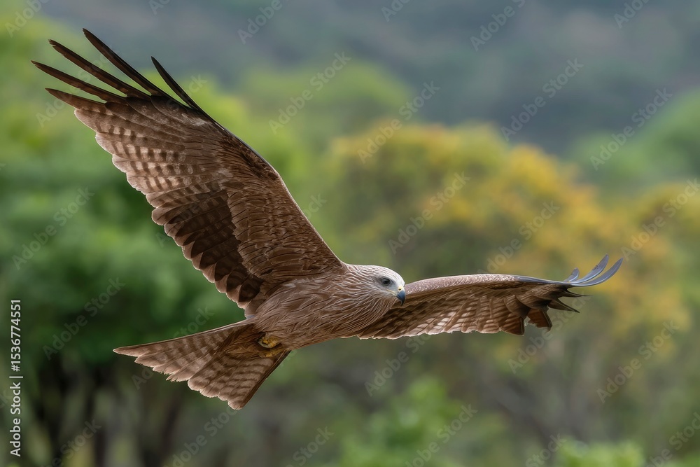 Obraz premium Brown black kite soars wings spread wide against blurred green trees demonstrating flight