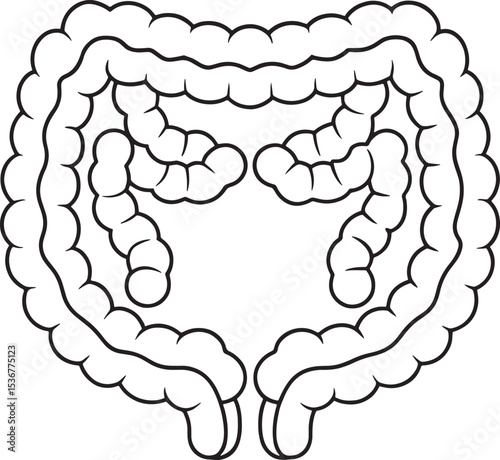 Human large intestine anatomy illustration medical diagram healthcare science education